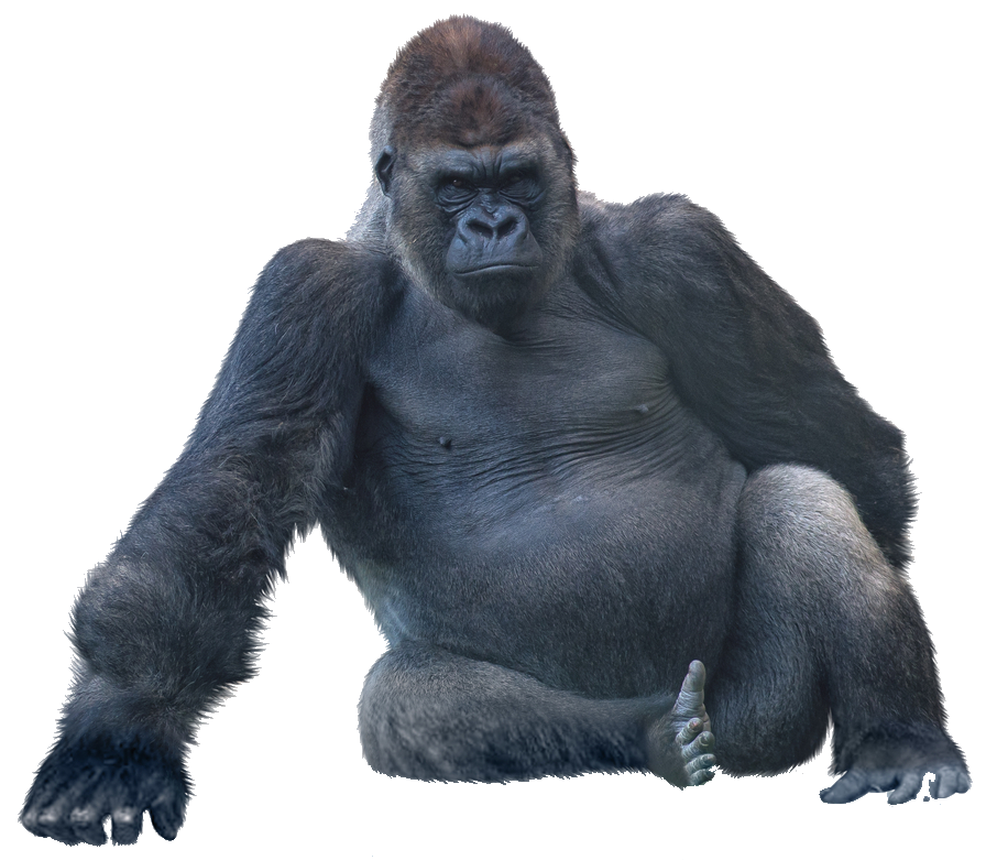 Sitting Gorilla PNG