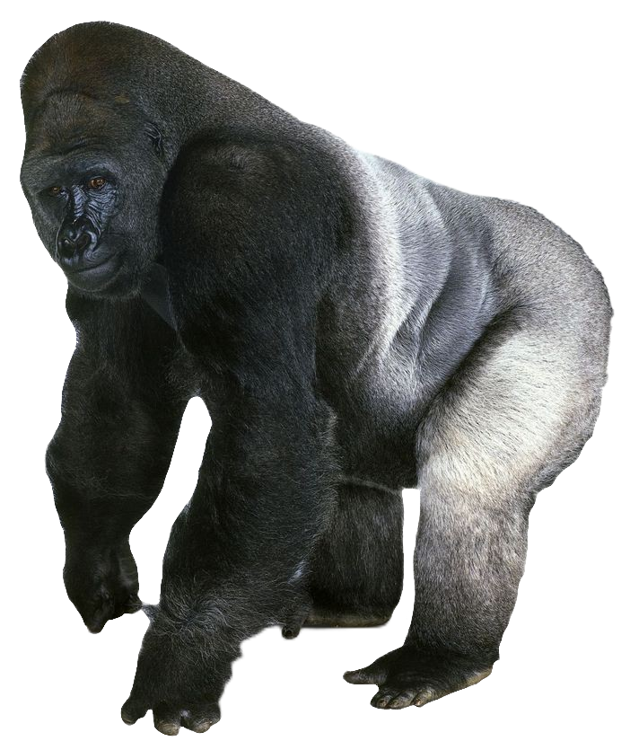 Silverback Gorilla PNG