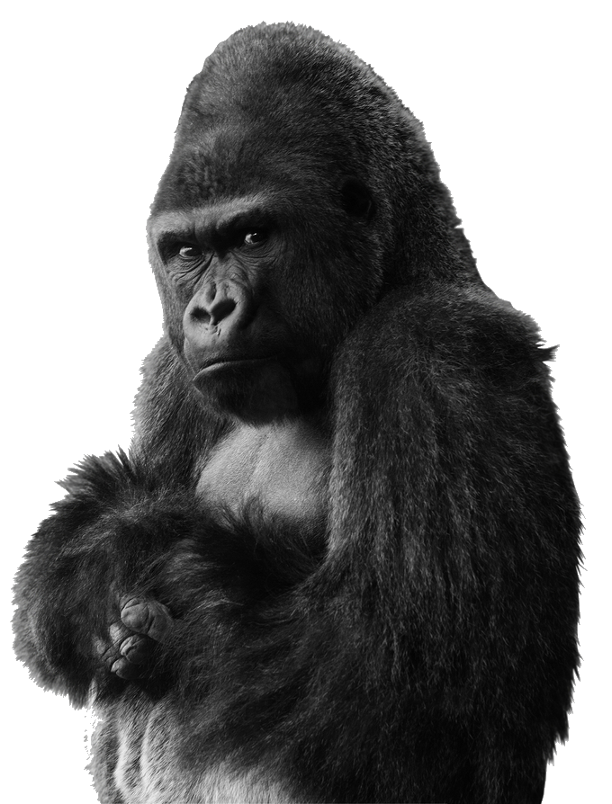 Transparent Gorilla PNG