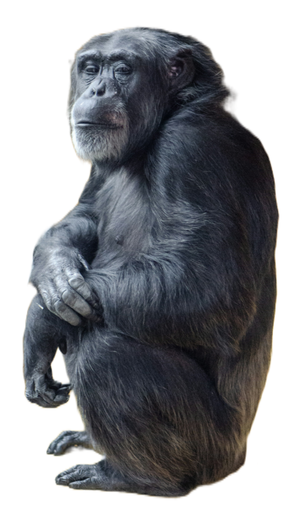 Gorilla Sitting PNG
