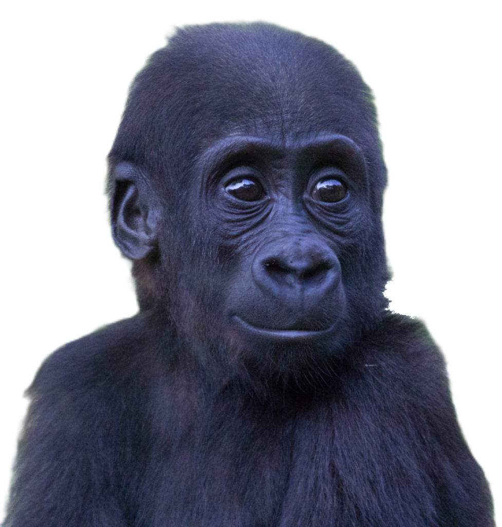 Baby Gorilla Face PNG