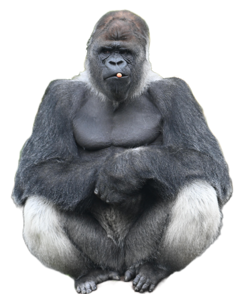 Strong Gorilla PNG