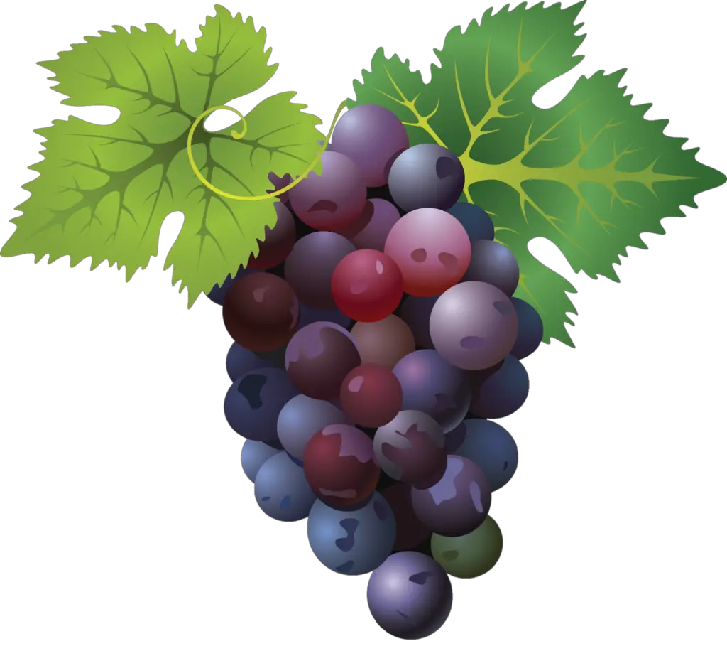 Grape Clipart png 