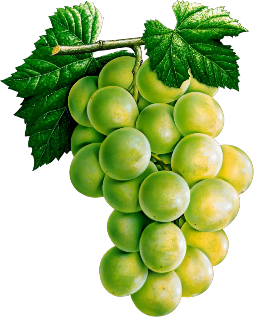 Grape Clipart png 