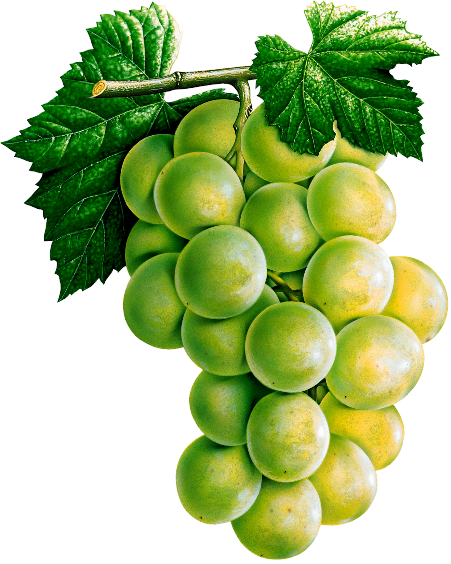 Grape-15