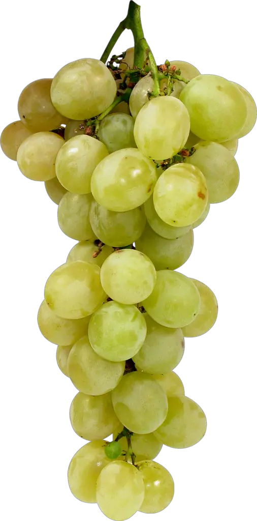 Transparent Grape Png