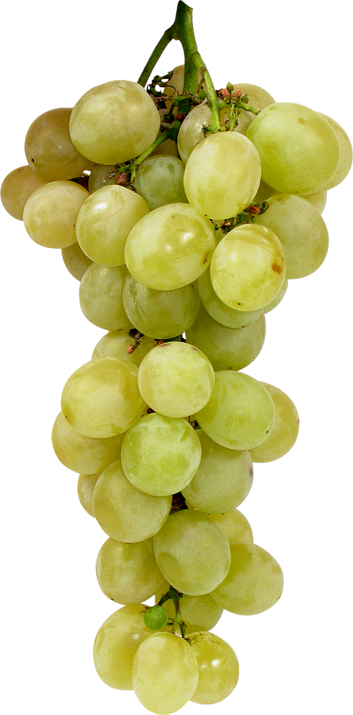 Grape-19