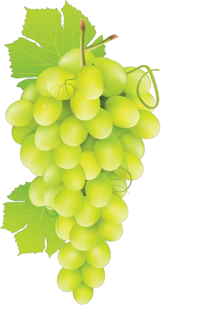 Grape Clipart png 