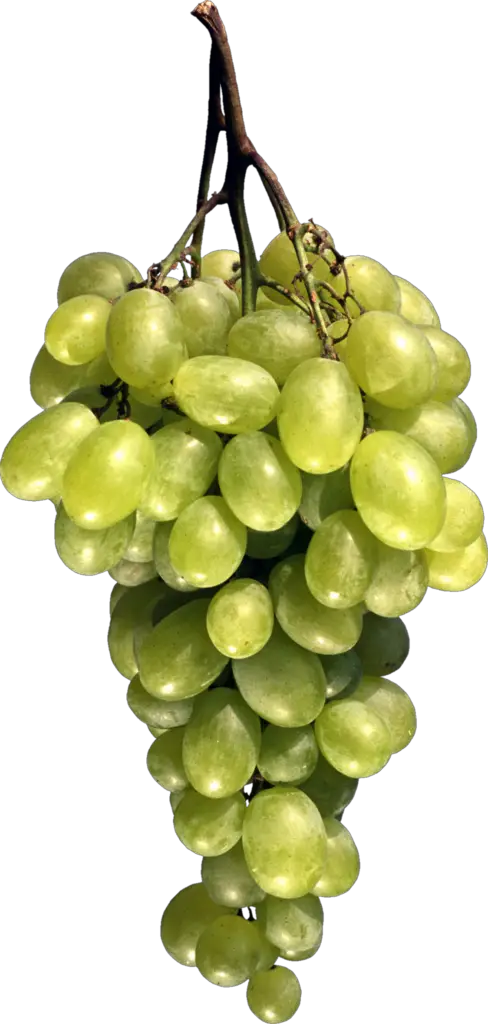 Transparent Grape Png