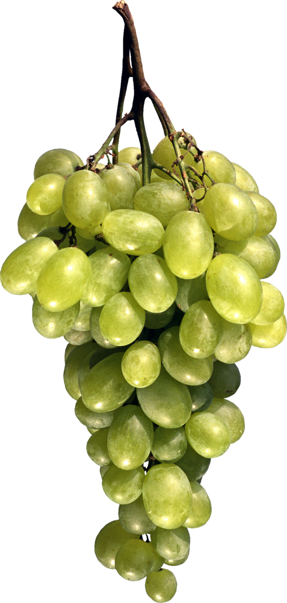 Grape-21