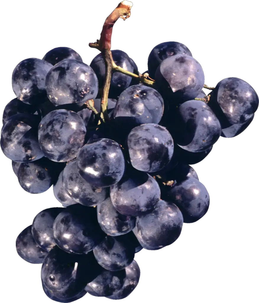 Black Grape Png