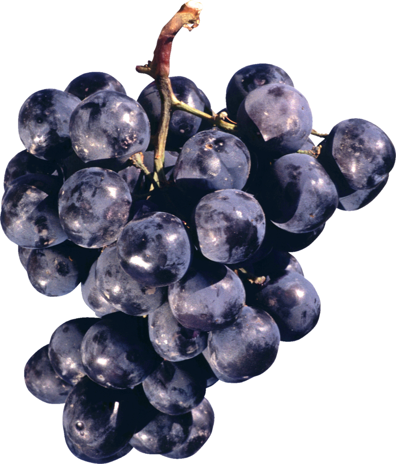Grape-24