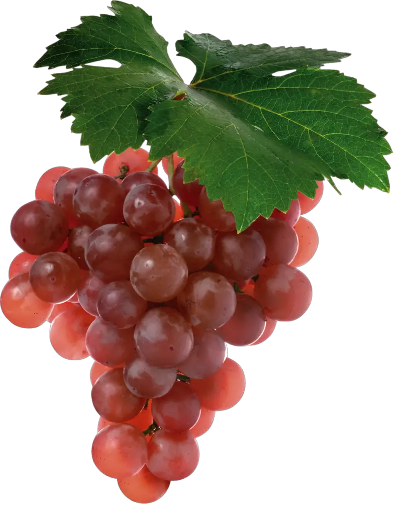 grape png