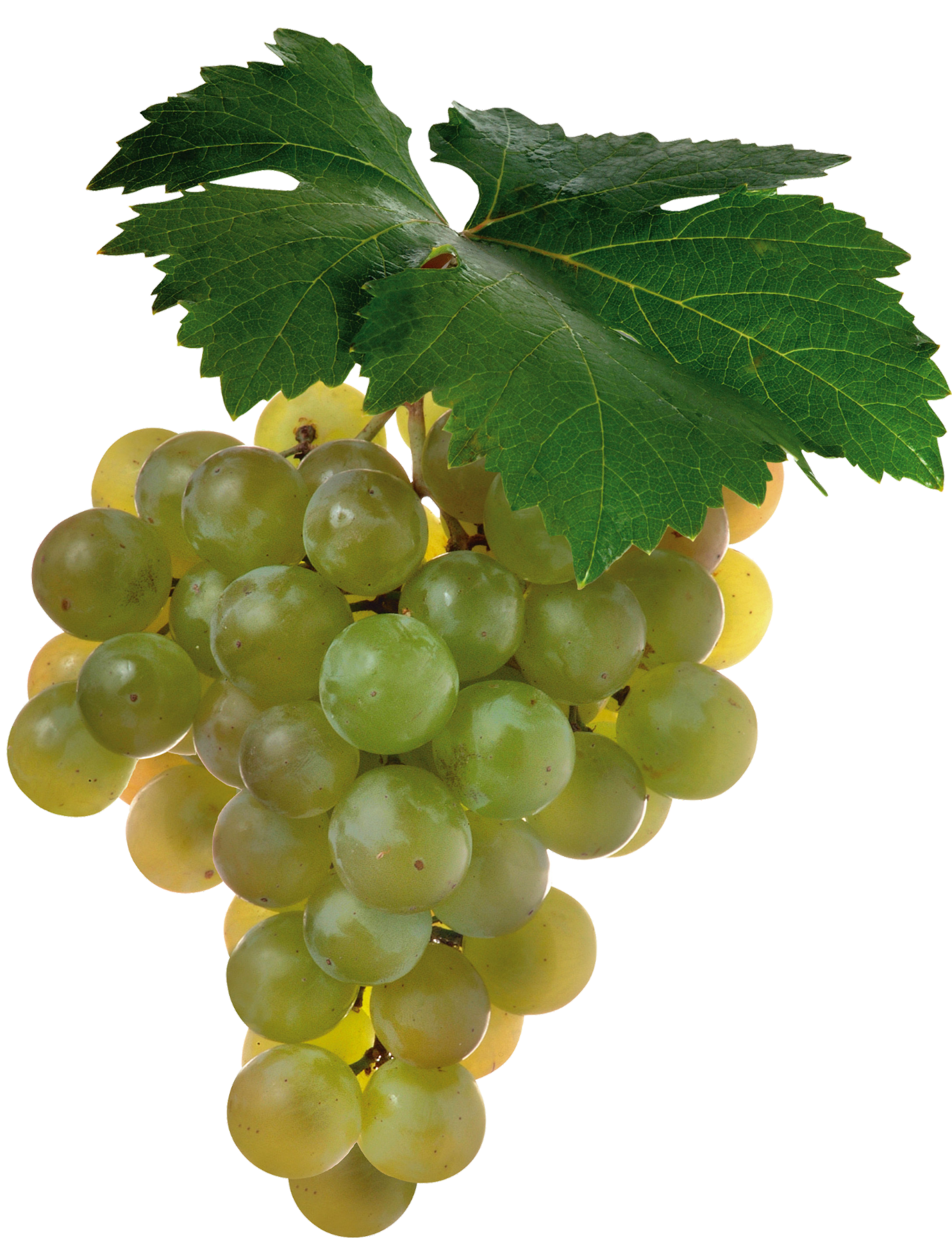 Grape-30