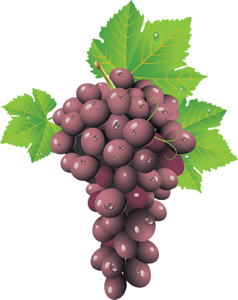 Grape Vector Png
