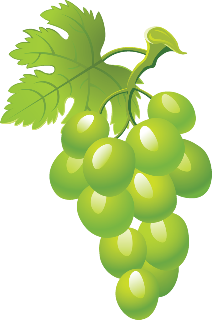 Green Grape vector Png