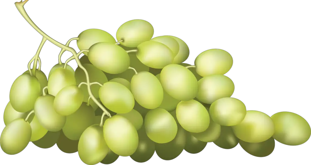 Grape Illustration Png