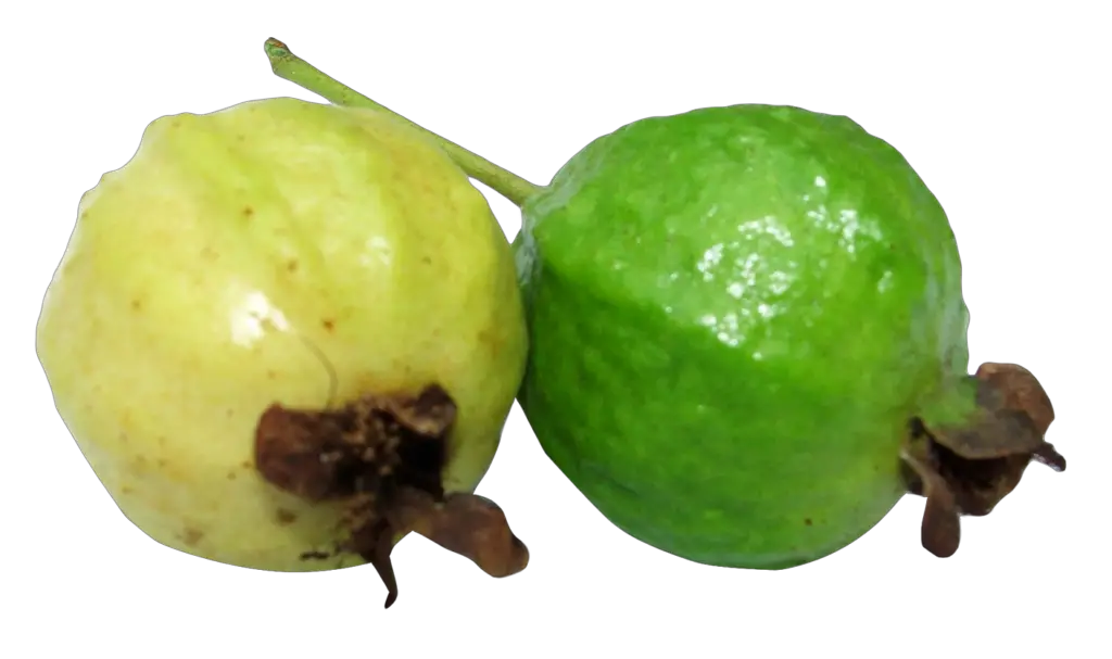 Transparent Guava Png