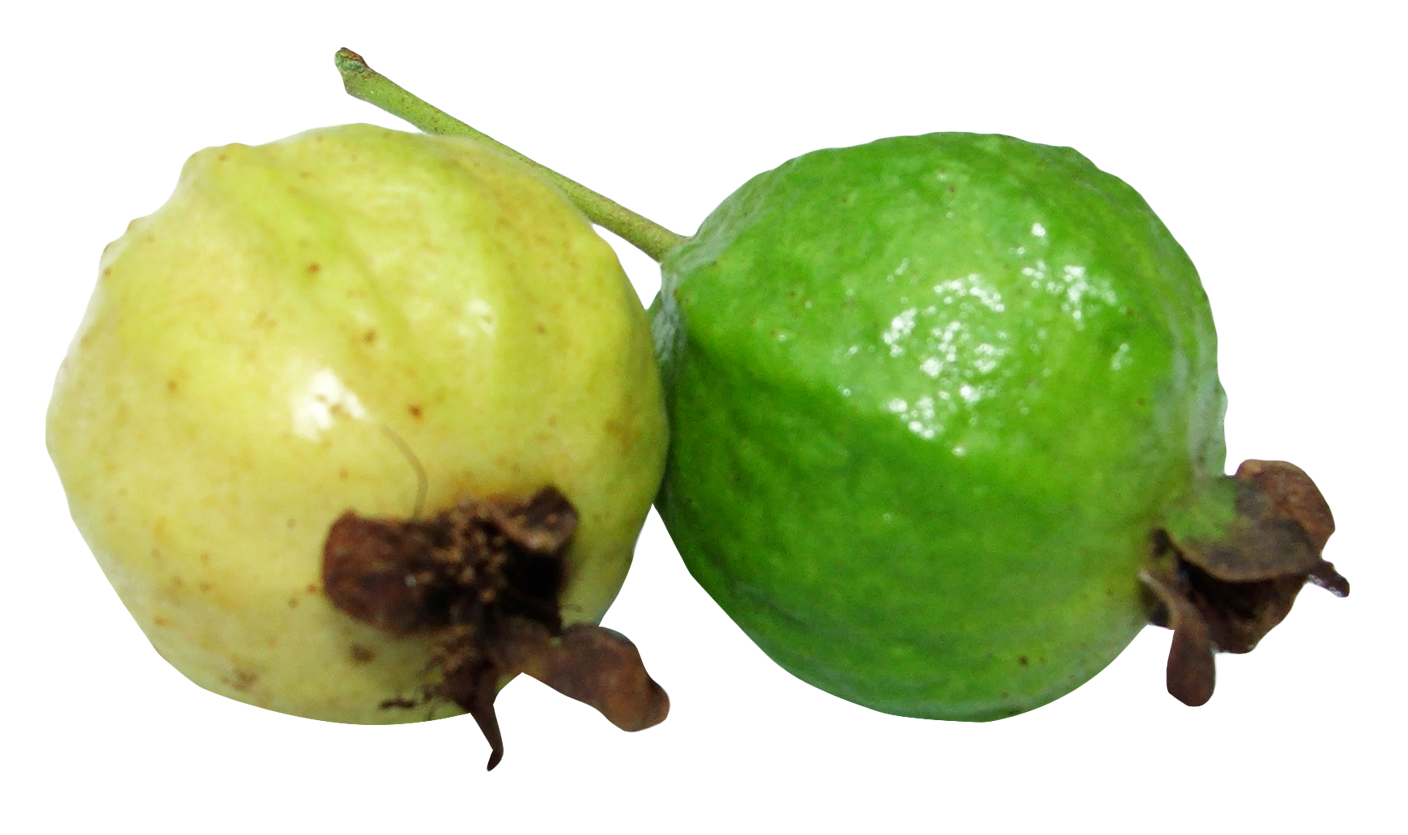 Guava-10