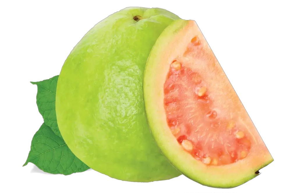 Guava Illustration Png