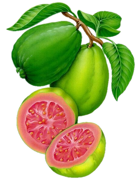 Water Colour Guava Png