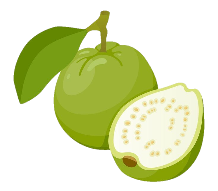 Guava Vector Png