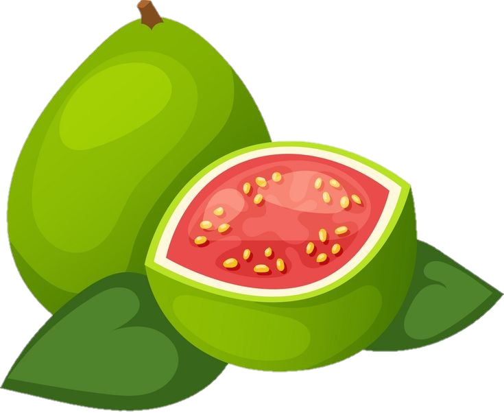 Guava Vector png 