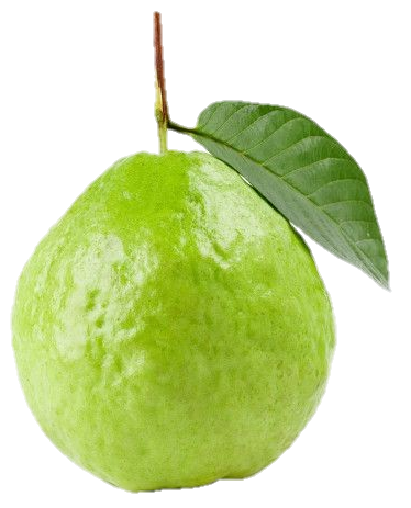 Single Guava Png