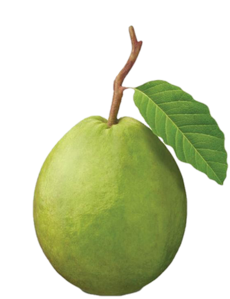 Guava-6