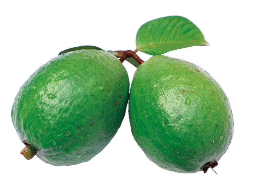 Guava-9