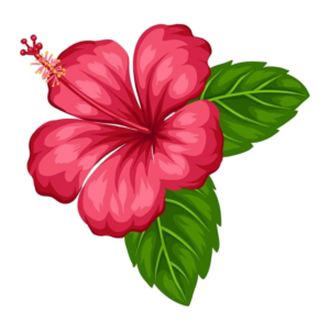 Hibiscus PNG Transparent Images Free Download - Pngfre