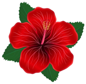 Hibiscus-11
