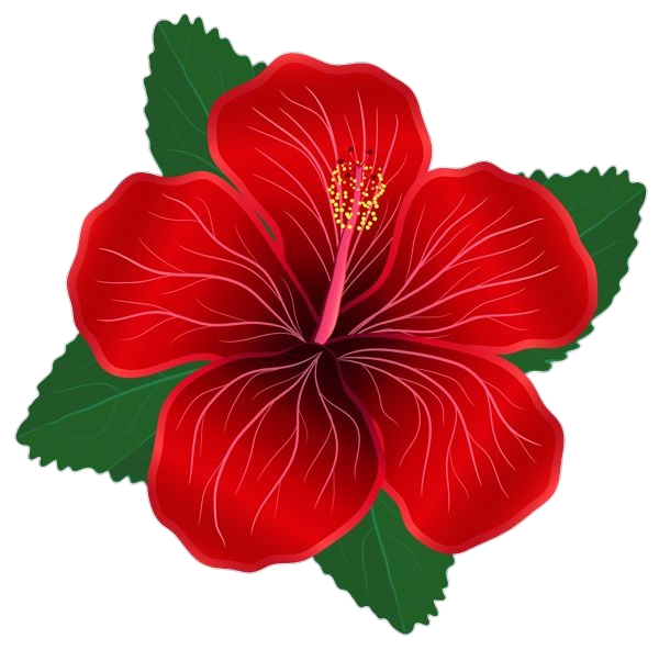 Red Hibiscus Flower vector Png