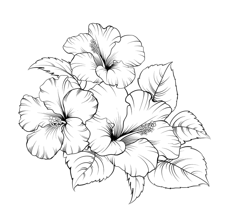 Hibiscus PNG Transparent Images Free Download - Pngfre