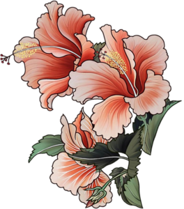 Hibiscus-14
