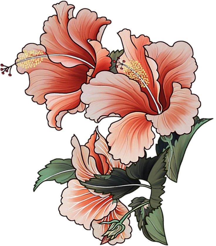 Aesthetic Hibiscus Png
