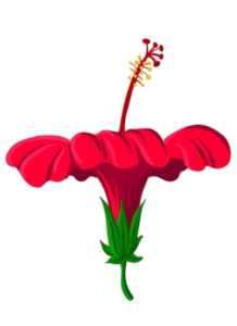 Hibiscus-16