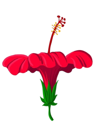 Red Hibiscus Png Image