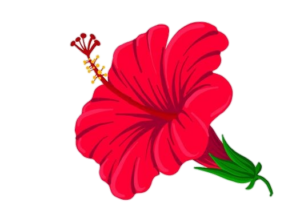Hibiscus-17