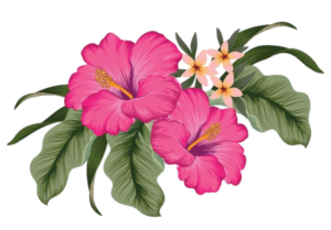 Hibiscus-18