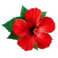 Hibiscus Png Image