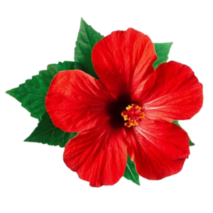 Hibiscus Png Image