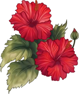 Hibiscus-20