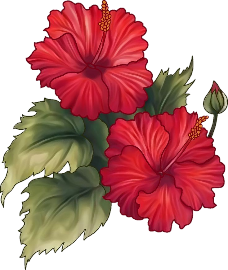 Red Hibiscus Flower Drawing Png