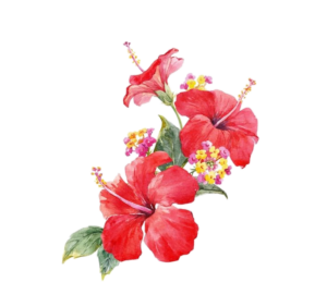 Hibiscus-21