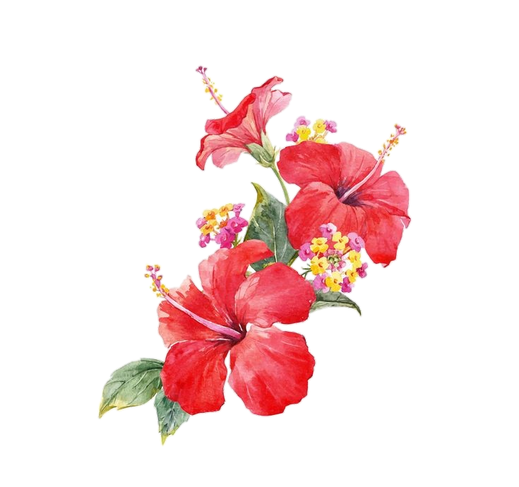 Painted Hibiscus Png