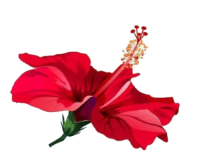 Hibiscus-22