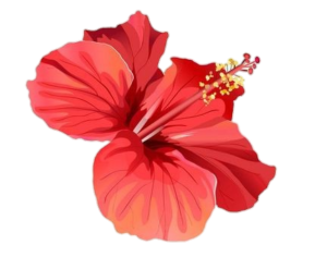 Hibiscus-23