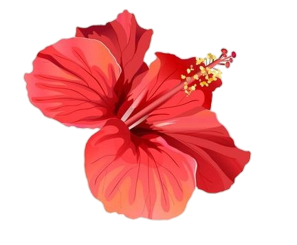 Red Hibiscus Png