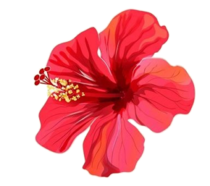 Hibiscus-24